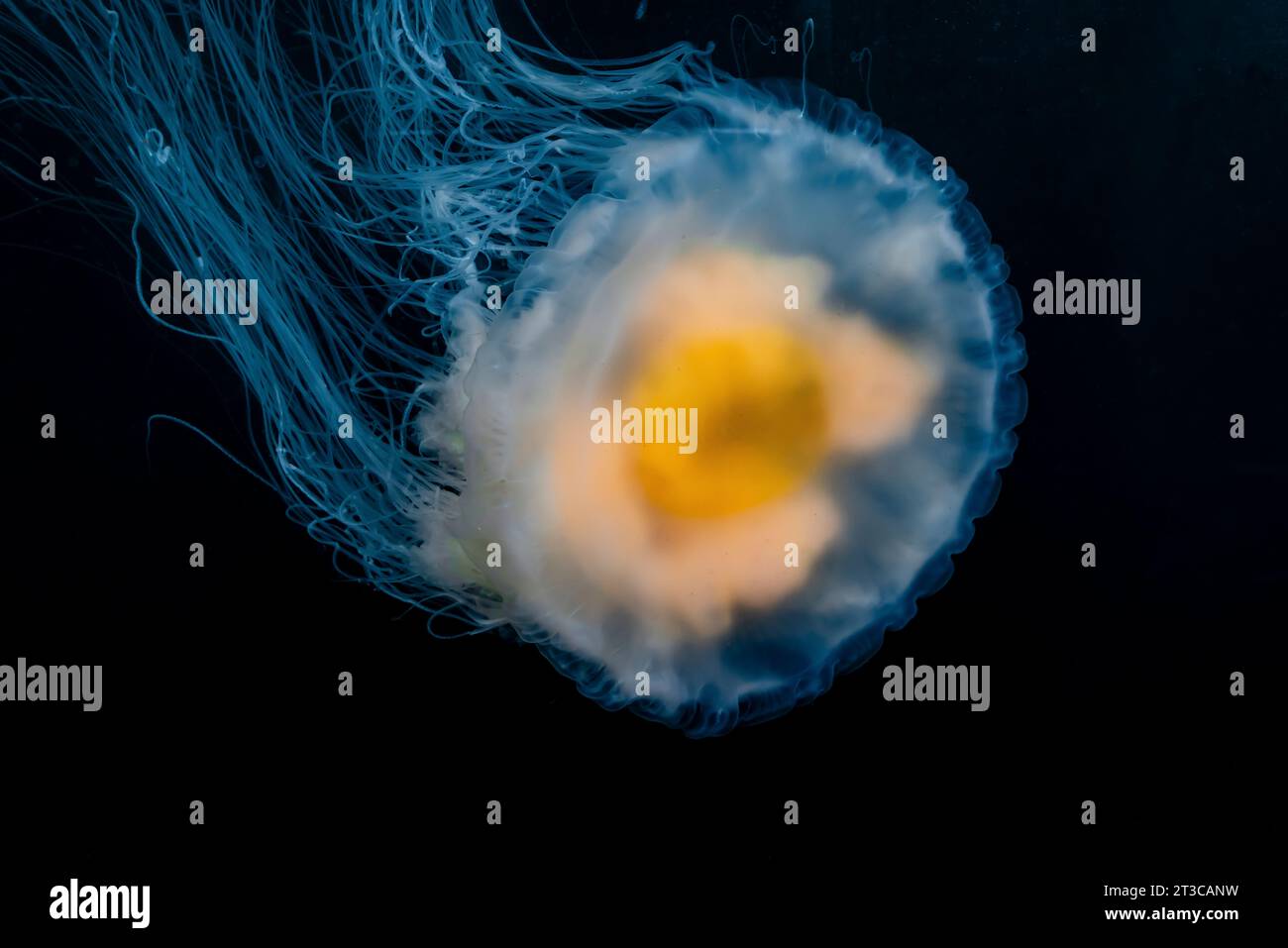 Fried Egg Jelly, Phacellophora camtschatica, in Gewässern des Gwaii Haanas National Park Reserve, Haida Gwaii, British Columbia, Kanada Stockfoto