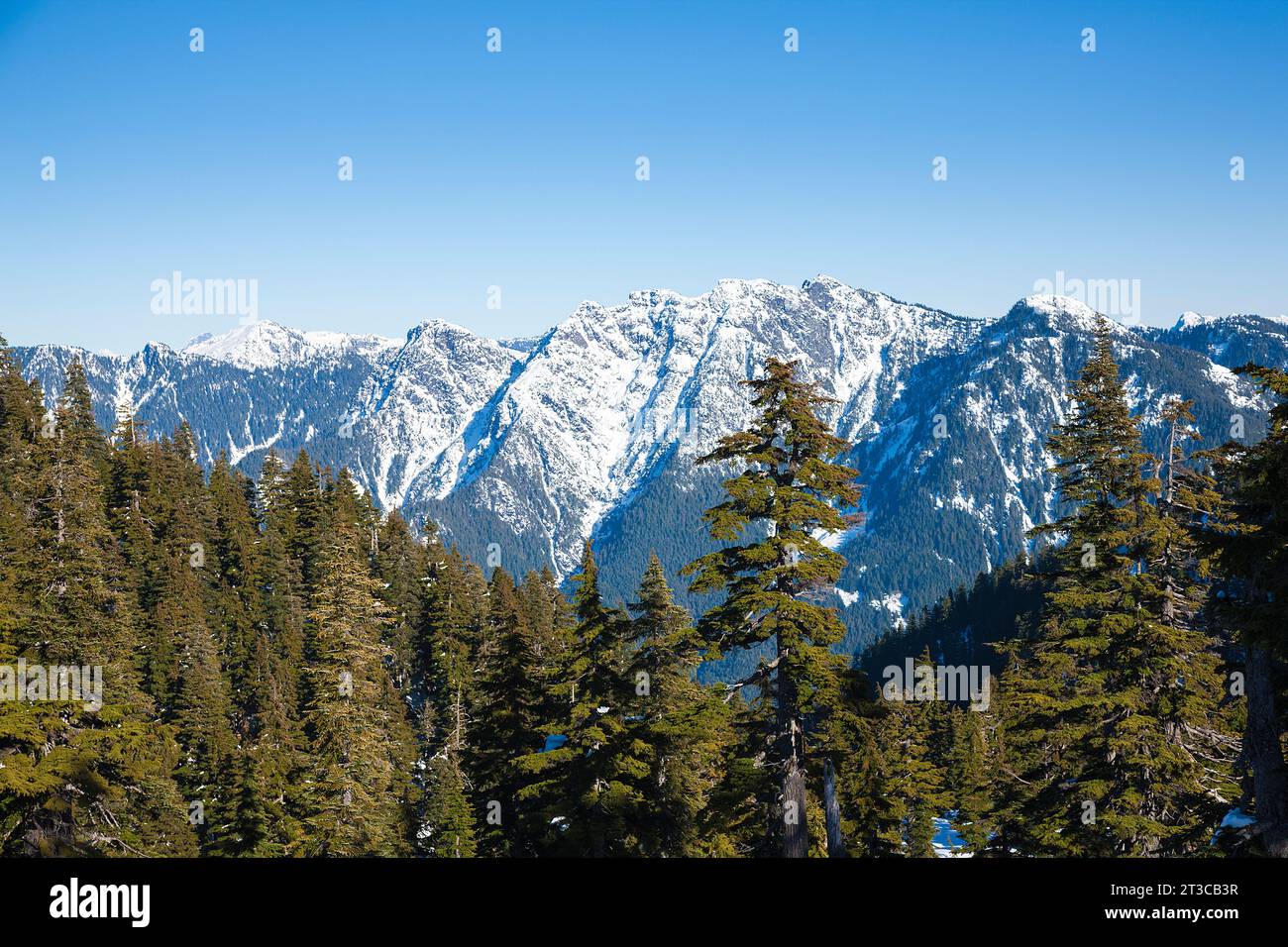 Tannen und schneebedeckte Berge, Cypress Mountain, West Vancouver, British Columbia, Kanada, Stockfoto