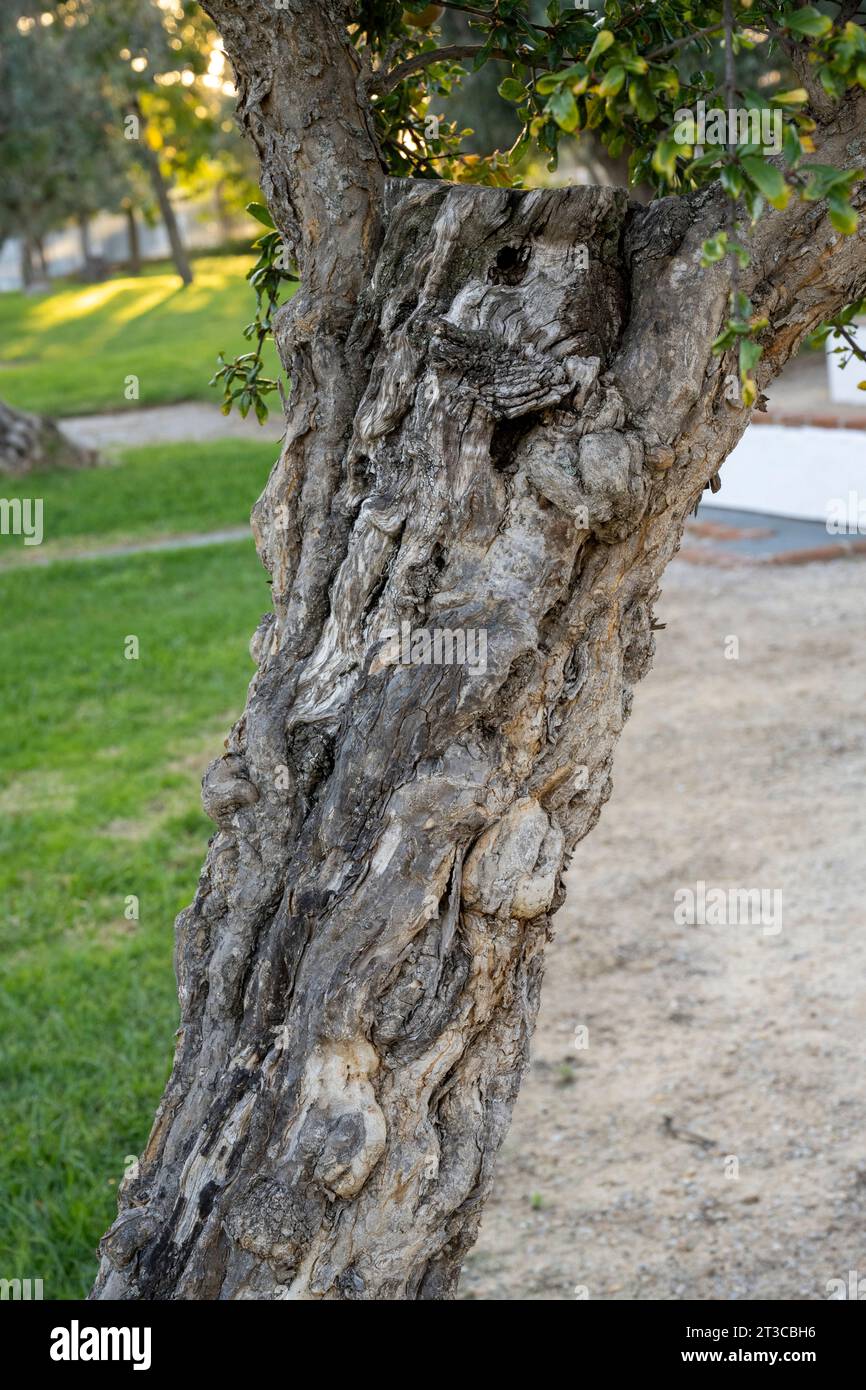 Rote Früchte auf einem alten Granatapfelbaum. In vielen Kulturen ist der Granatapfel ein Symbol für Wohlstand und Fruchtbarkeit, in der jüdischen Kultur ist er eines von Stockfoto