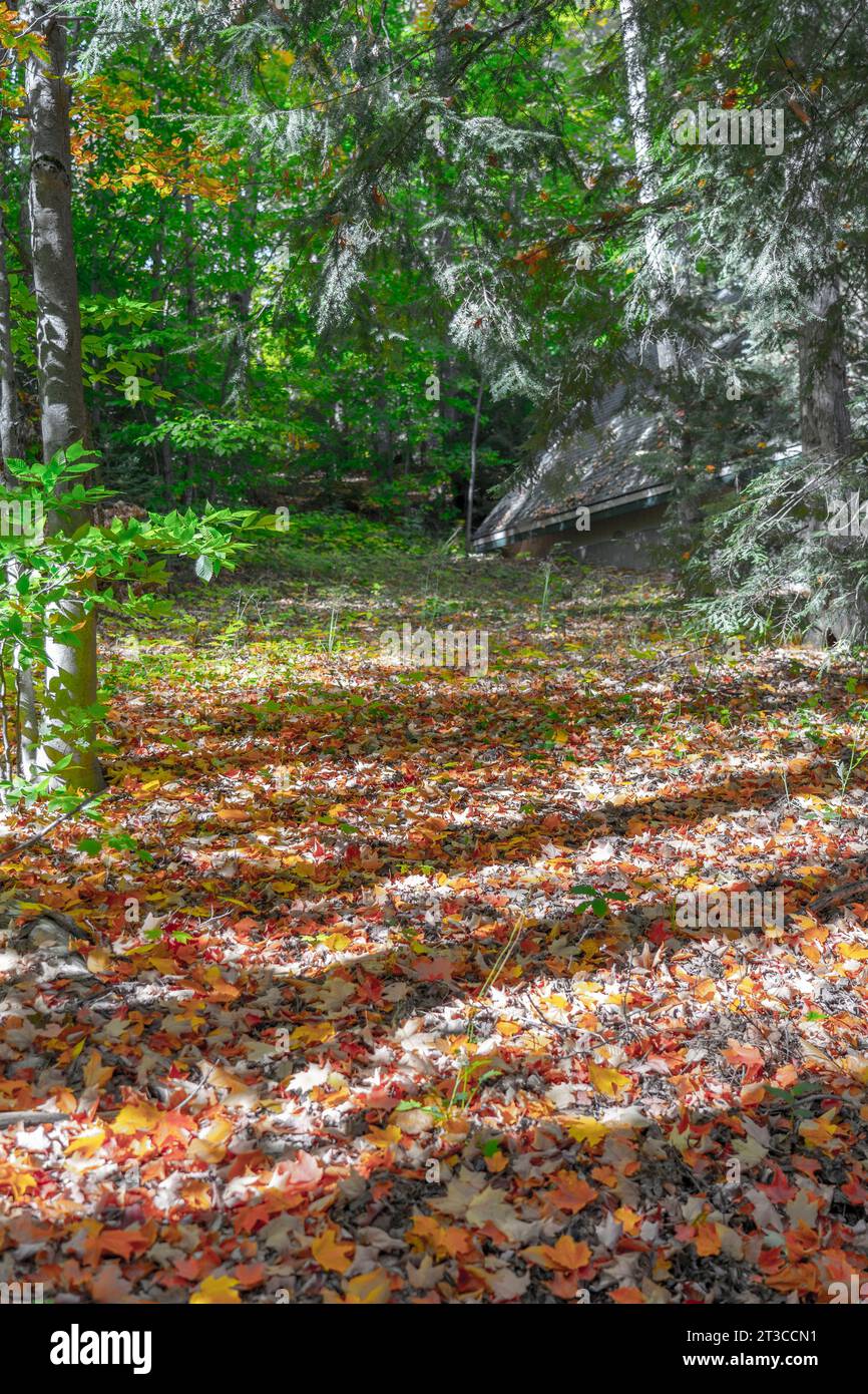 Herbstblätter, die auf den Waldboden fallen, zeigen das Dach eines versteckten Häuschens oder einer Hütte im Kiefernwald. Lange Schatten sind auf dem belaubten Boden zu sehen. Stockfoto