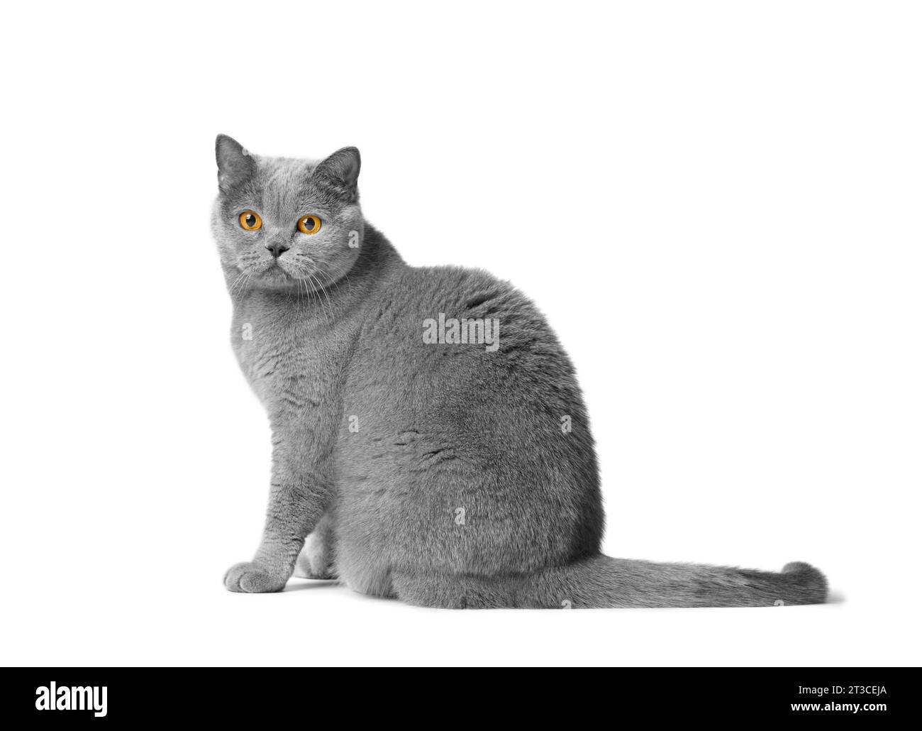 Eine süße britische Kurzhaar-blaue Katze sitzt auf weißem Hintergrund und schaut mit großen orangen Augen in die Kamera. Reinrassige graue Katze isoliert. Stockfoto