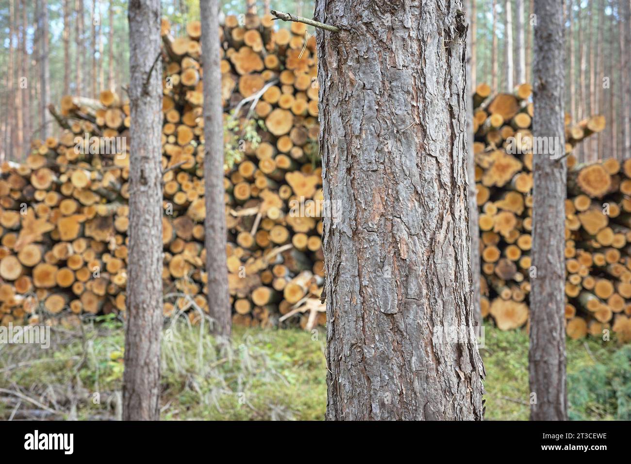 Nahaufnahme eines Baumstamms mit abgeschnittenen Bäumen im Hintergrund, selektiver Fokus. Stockfoto