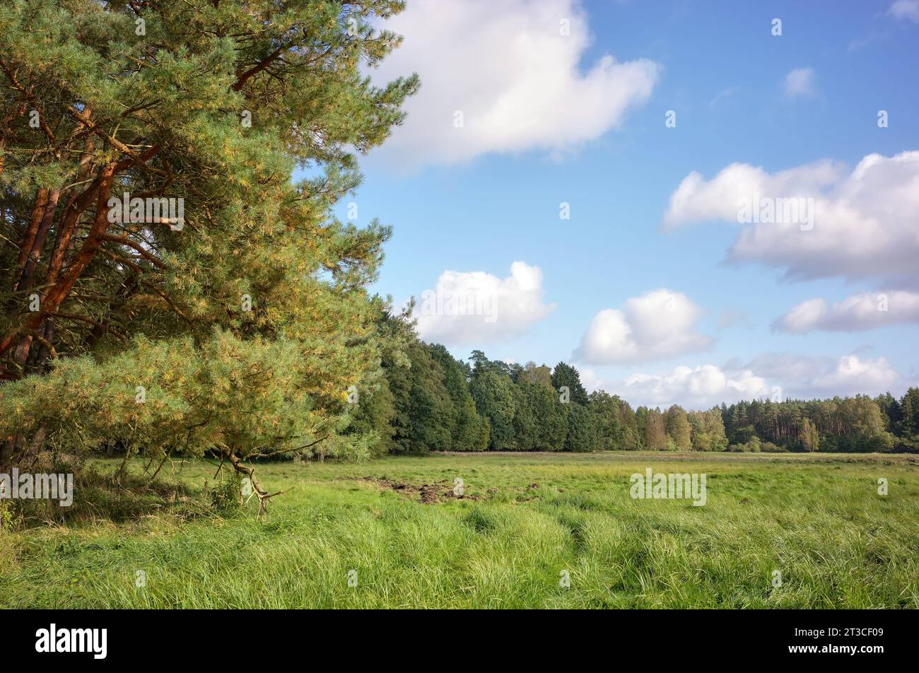 Foto vom Waldrand. Stockfoto