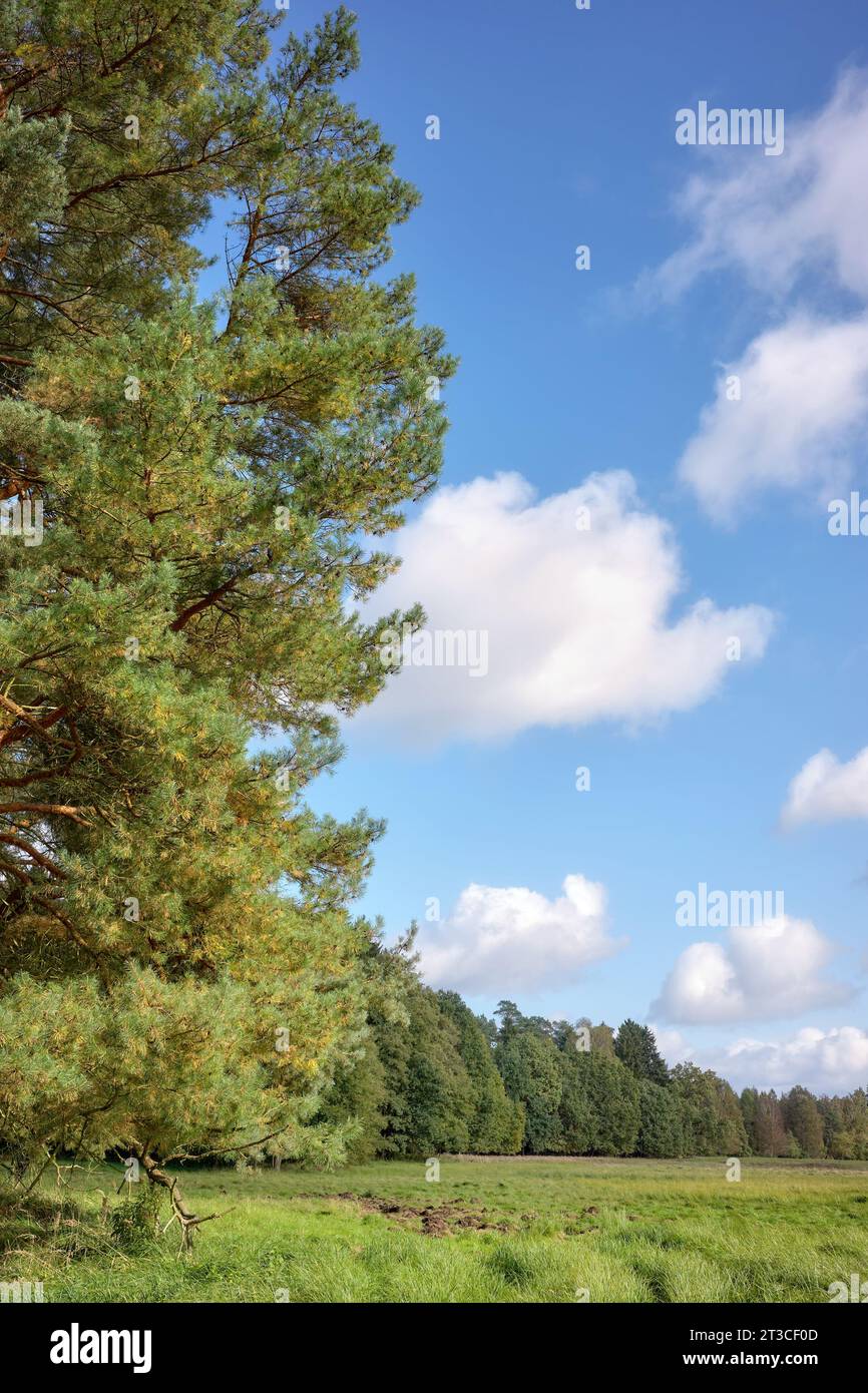 Foto vom Waldrand. Stockfoto