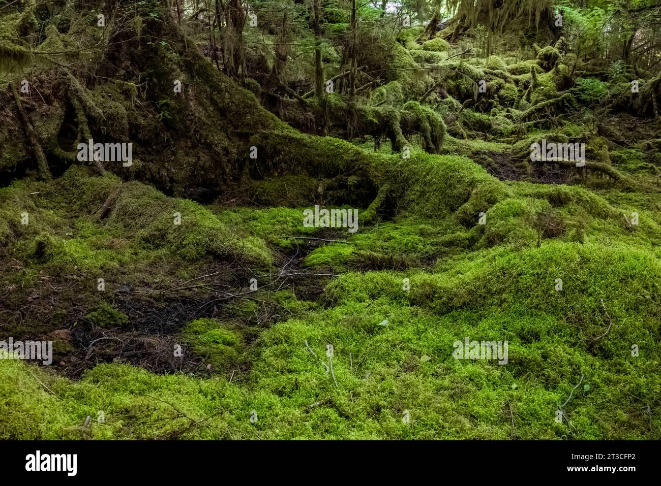 Üppig grüner Regenwald im Rose Harbour, Gwaii Haanas National Park Reserve, Haida Gwaii, British Columbia, Kanada Stockfoto