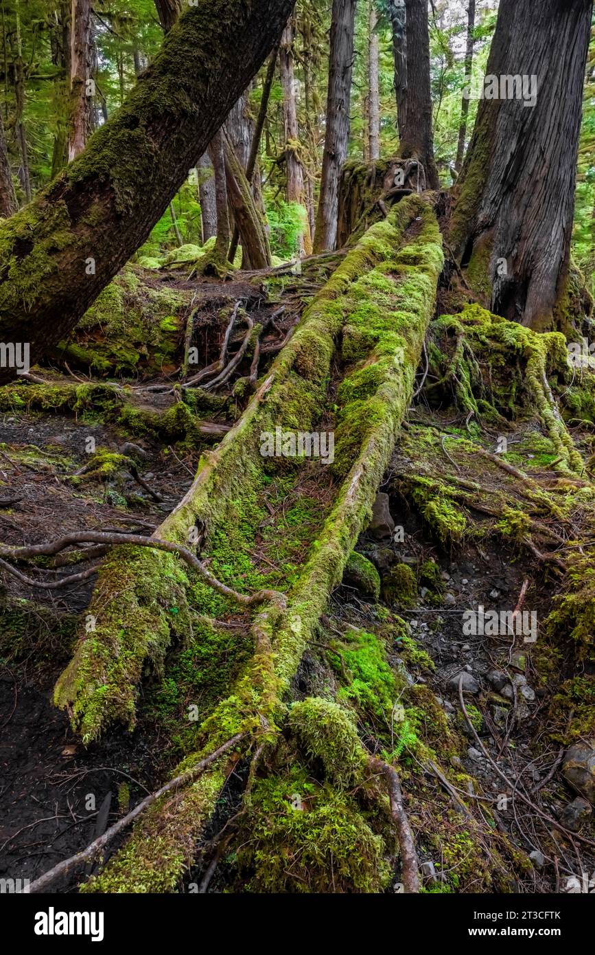 Cedar Kanu wurde im Regenwald von Rose Harbour, Gwaii Haanas National Park Reserve, Haida Gwaii, British Columbia, Kanada, geschnitzt, aber verlassen Stockfoto