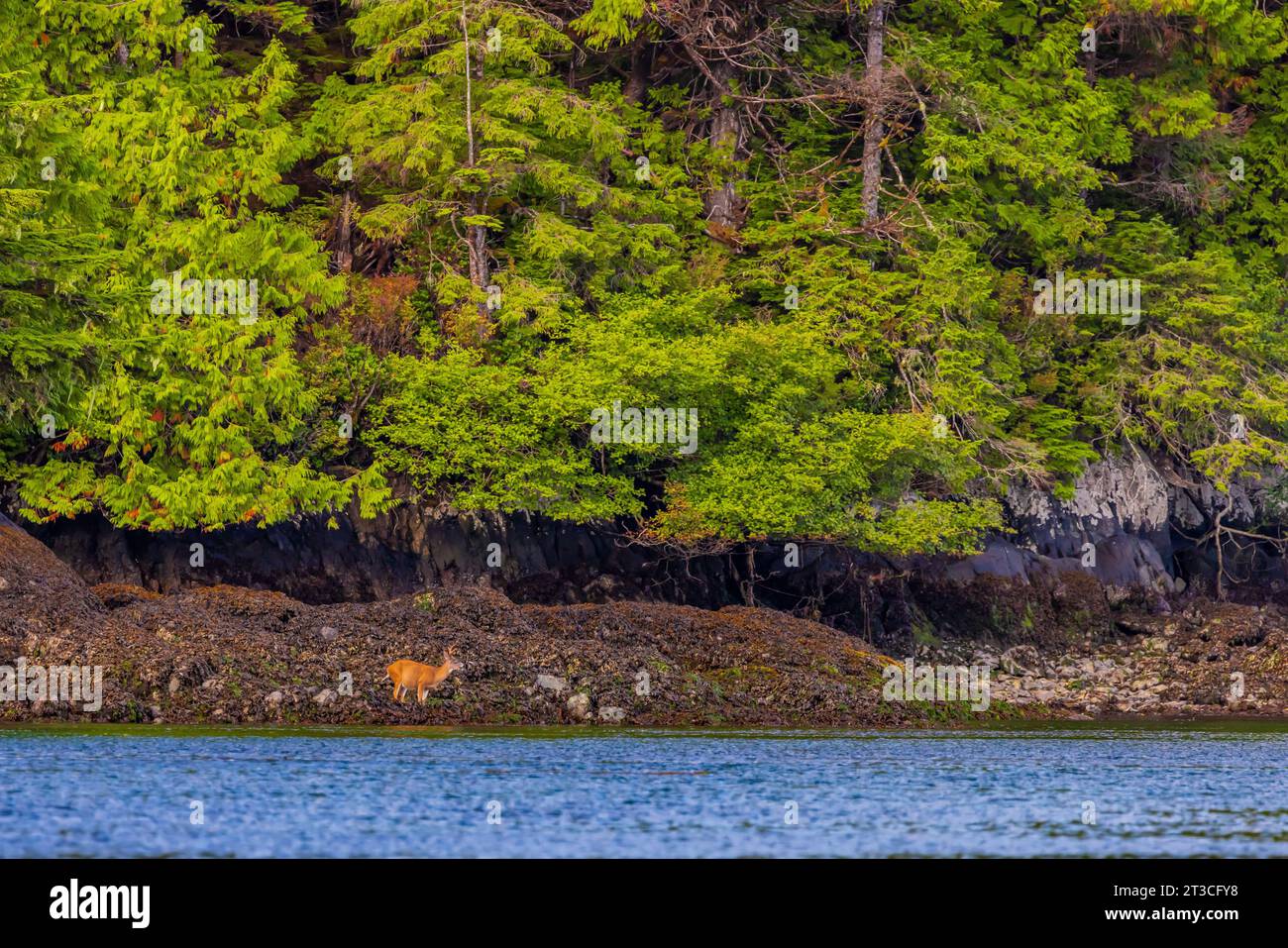 Sitka-Schwarzschwanzhirsche, Odocoileus hemionus sitkensis, Bock auf der Suche nach Seetang bei Ebbe, Rose Harbour, Gwaii Haanas National Park Reserve, Haida GWA Stockfoto