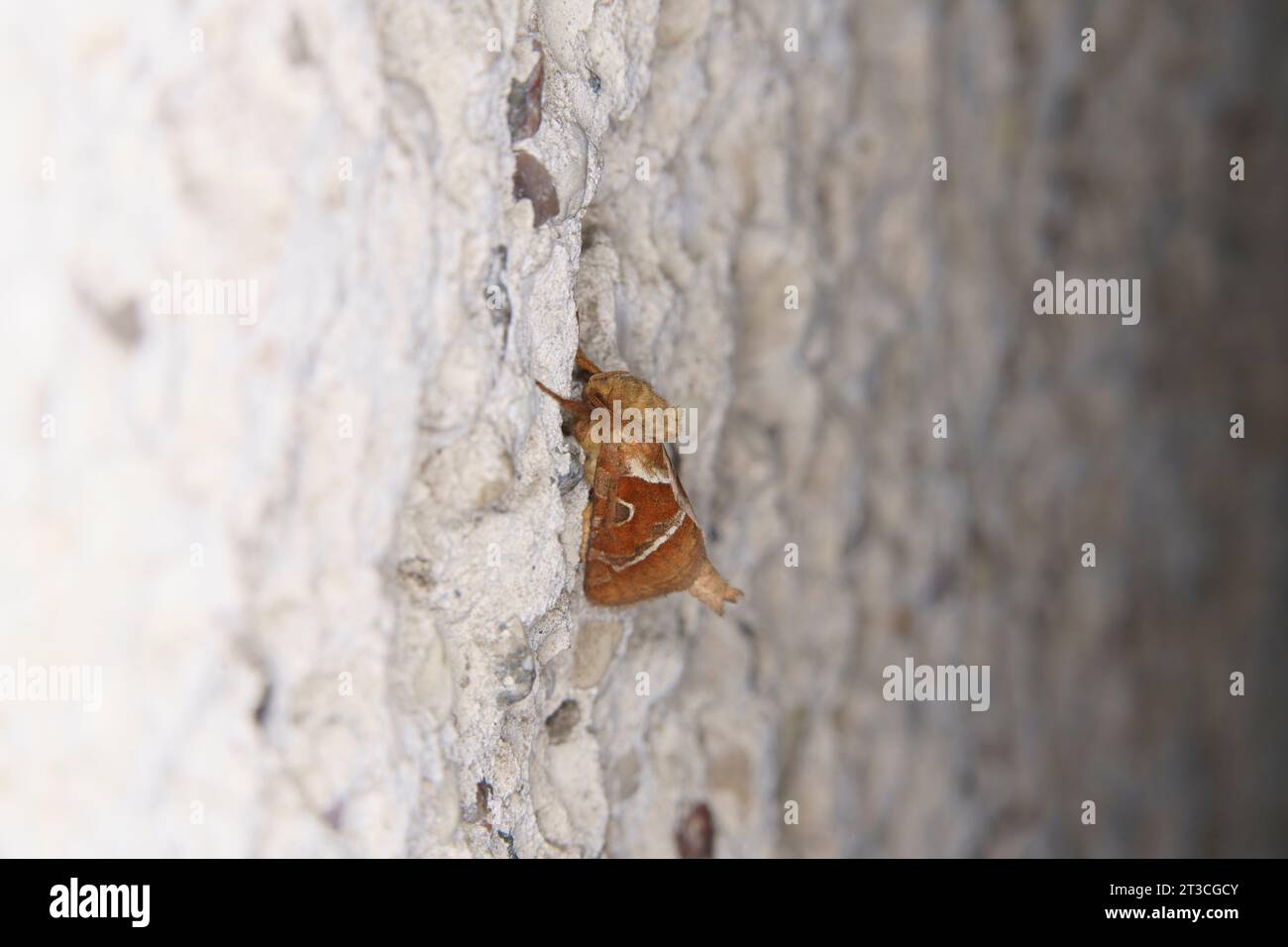 Trioda sylvina Familie Hepialidae Gattung Triodia Orange SWIFT Motte wilde Natur Insektenfotografie, Bild, Tapete Stockfoto