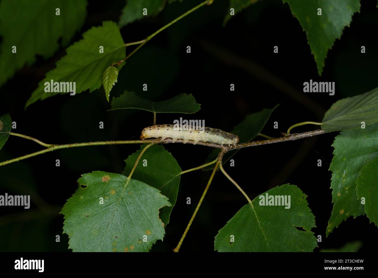 Achlya flavicornis Familie Drepanidae Gattung Achlya Gelbgehörnte Motte raupe wilde Natur Insektenfotografie, Bild, Tapete Stockfoto