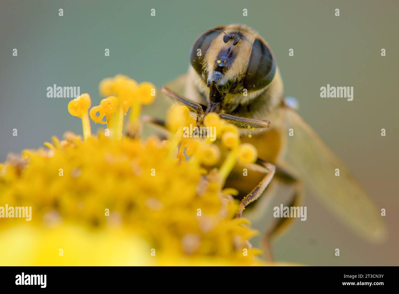 Bienenfresser. Auf einer gelben Blume. Honigbiene auf einer gelben Blume. Stockfoto