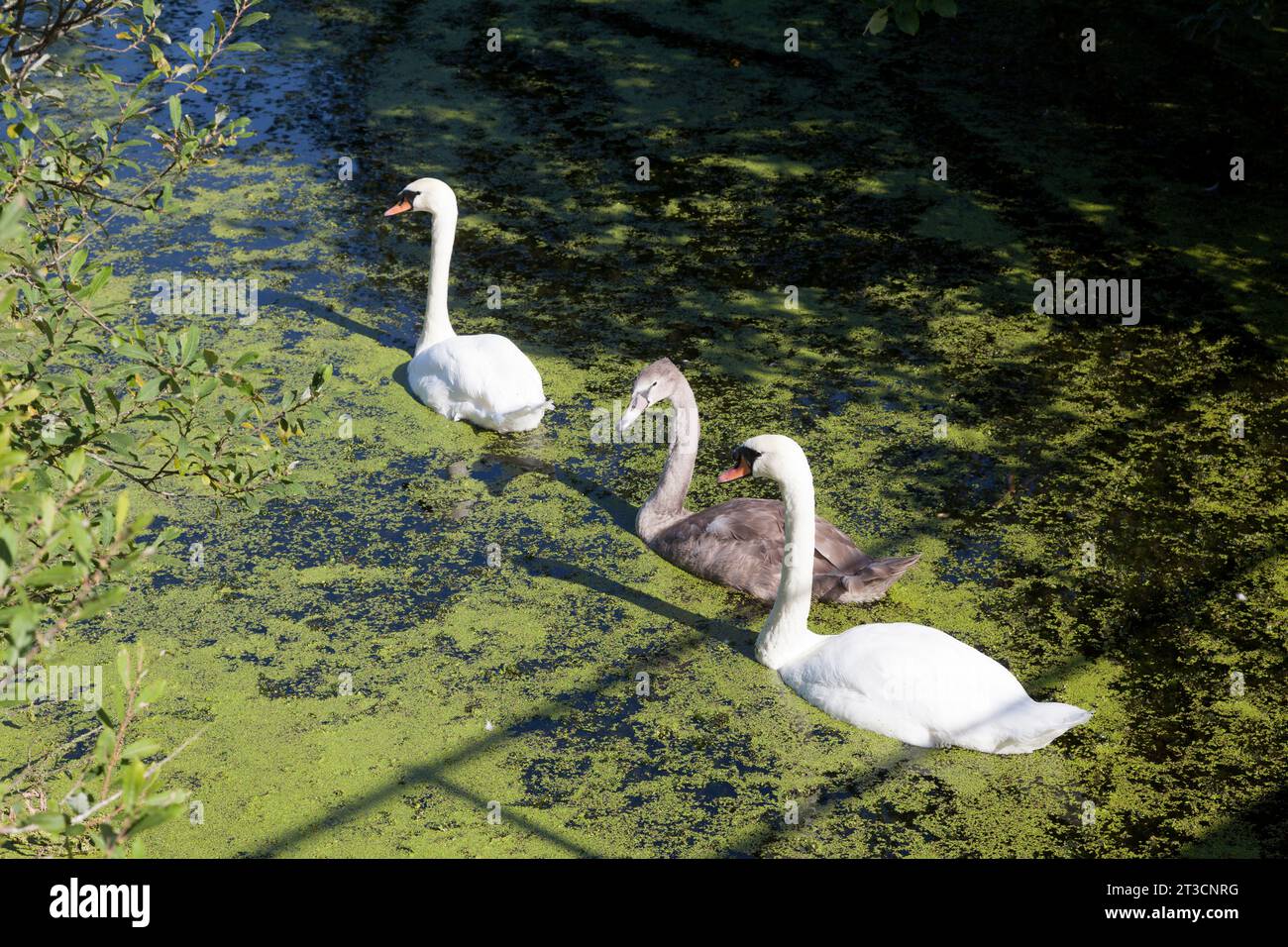 Schwäne mit cygnet auf dem St Helens Canal, Fiddlers Ferry, Cehshire Stockfoto