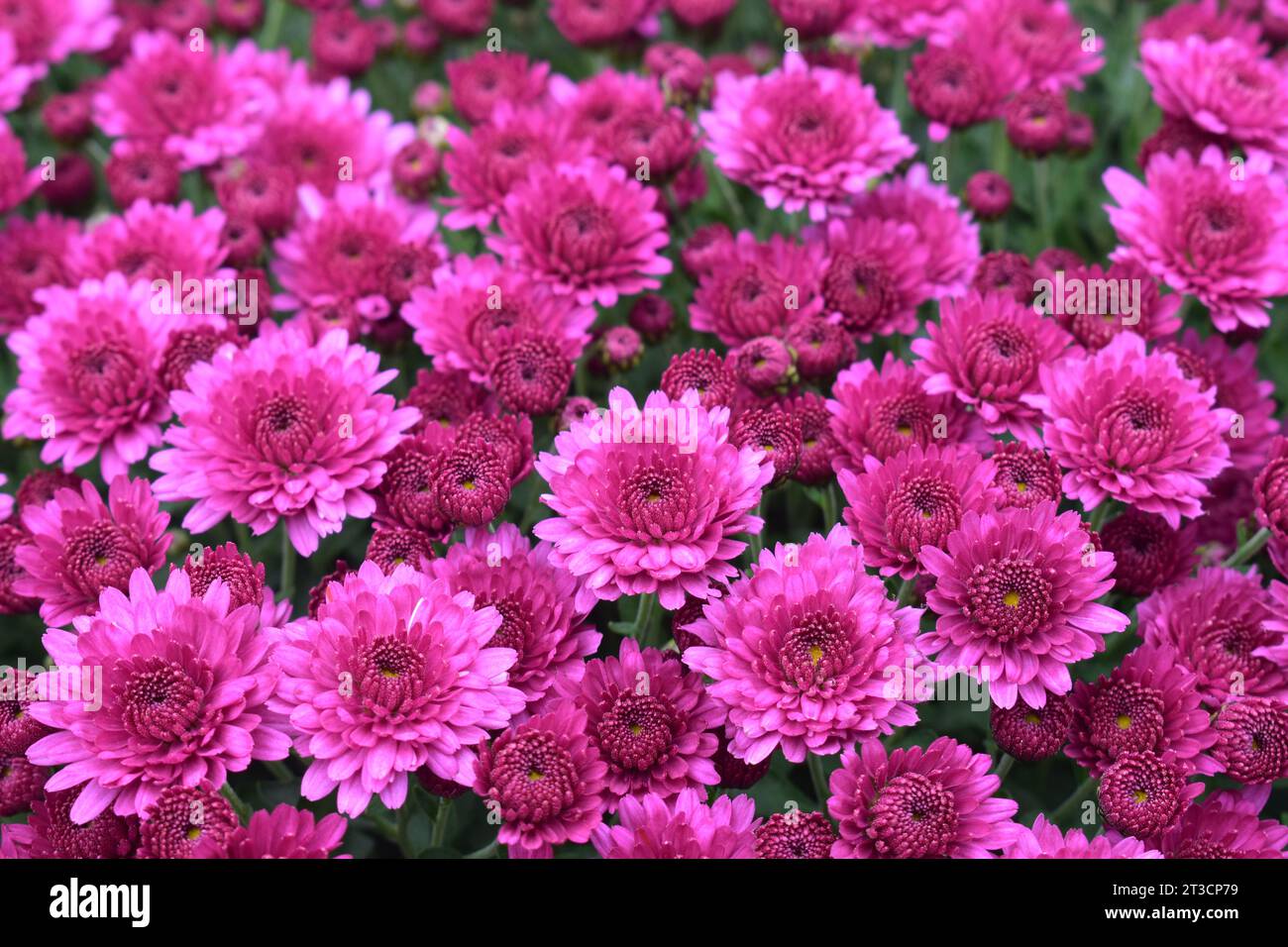 Lila/rosa Chrysanthemen (Mütter) in voller Blüte im Herbst. Stockfoto