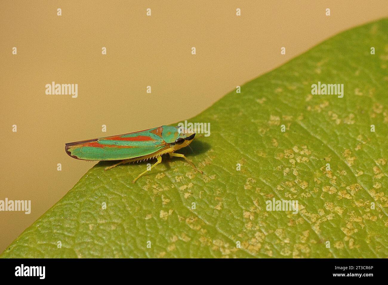 Rhododendron (Rhododendron) Blattrichter (Graphocephala fennahi) sitzend auf Blatt eines Rhododendrons, Wilden, Nordrhein-Westfalen, Deutschland Stockfoto