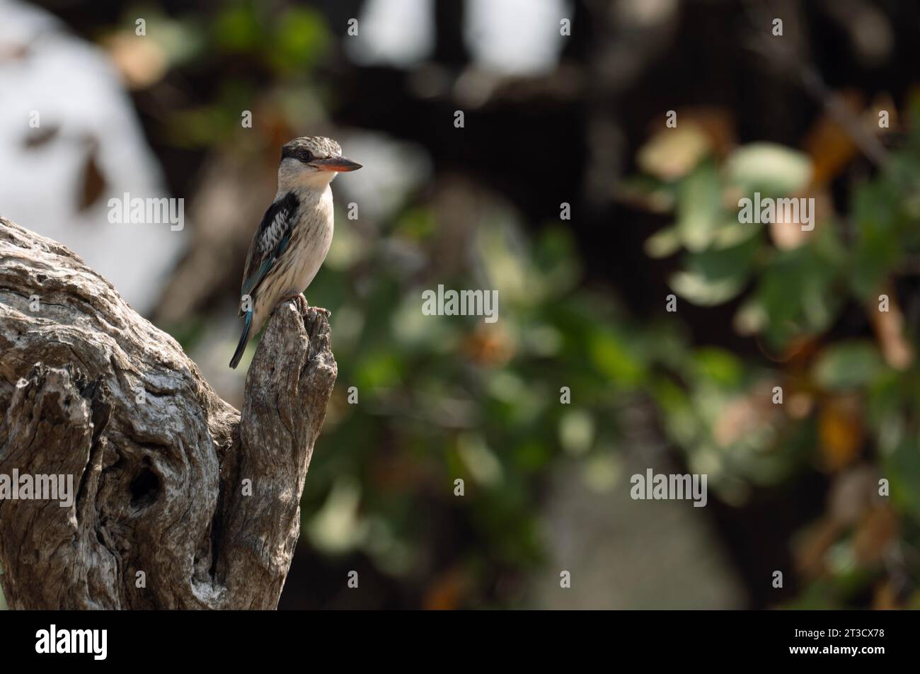 Gestreifter eisvogel, Limpopo, Südafrika Stockfoto