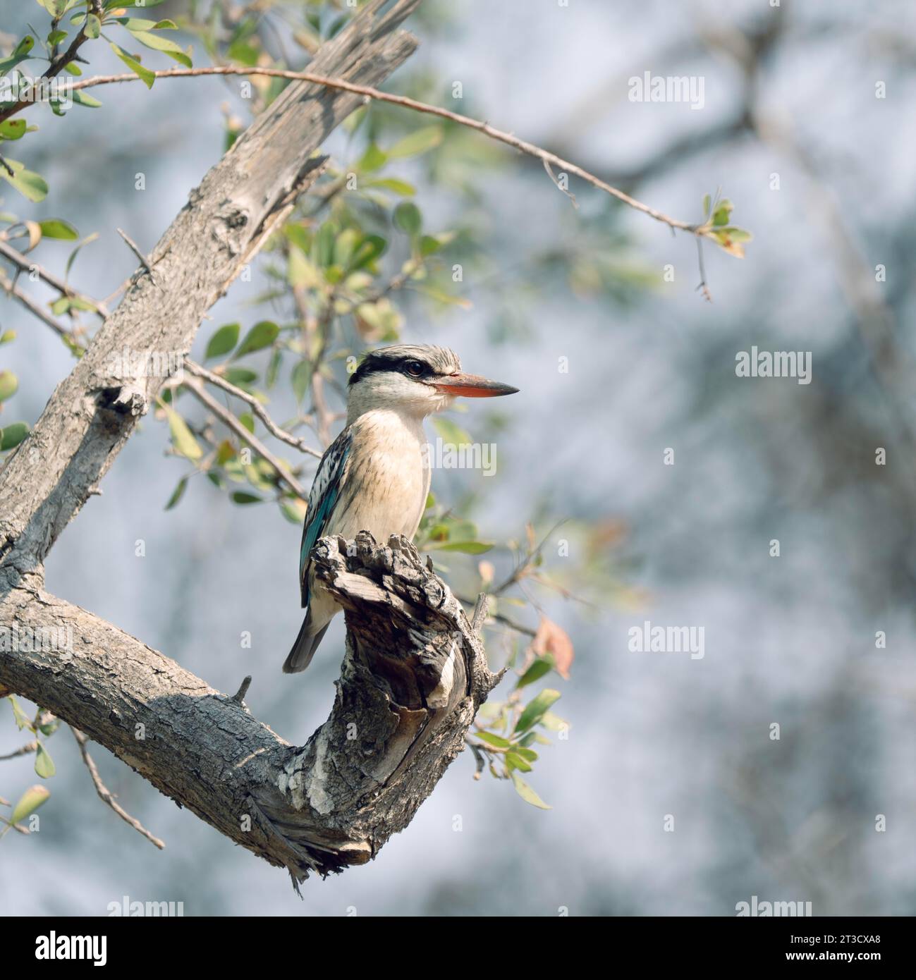 Gestreifter eisvogel, Limpopo, Südafrika Stockfoto