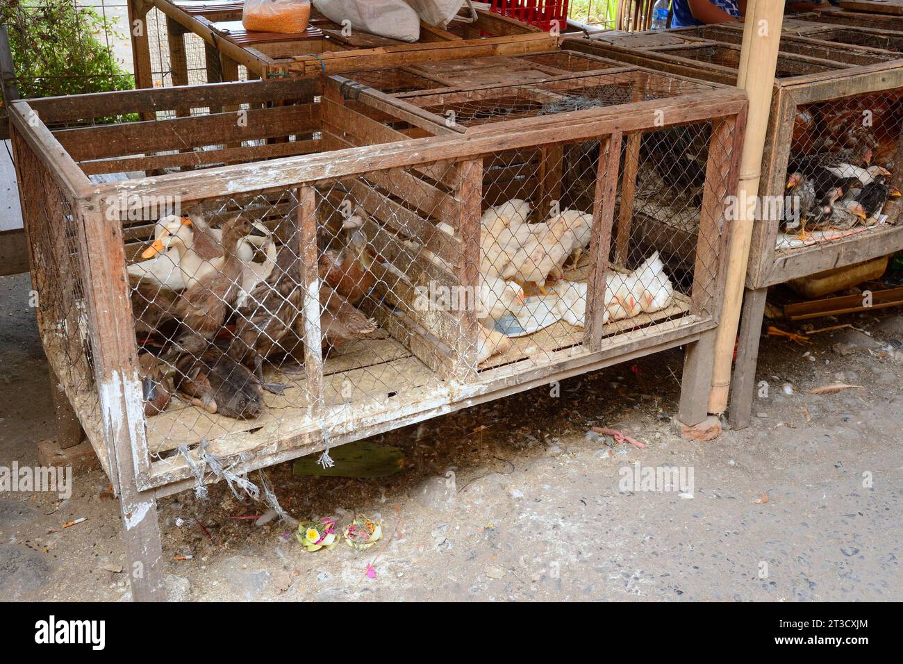 Hühner und Enten zum Verkauf auf einem Markt in Seririt, Nord-Bali, Bali, Indonesien Stockfoto