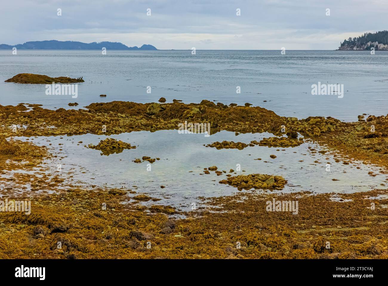 Kraken-Garten wurde vor langer Zeit geschaffen, um diese Nahrungsquelle im alten Haida-Dorf T'aanuu Linagaay, Gwaii Haanas National Park Reserve, Ha, zu kultivieren Stockfoto