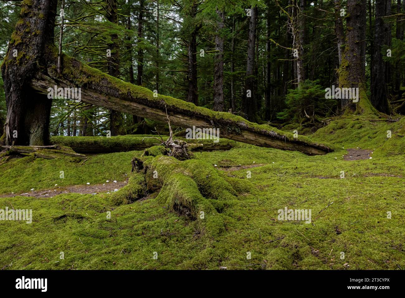 Der alte Langhausbalken im alten Haida-Dorf T'aanuu Linagaay, Gwaii Haanas National Park Reserve, Haida Gwaii, British Columbia, Kanada Stockfoto