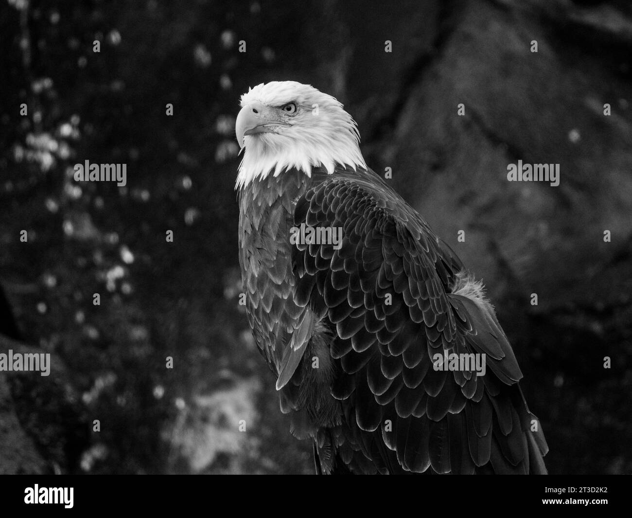 Weißkopfseeadler, die verletzt wurden und deshalb nicht in die Wildnis zurückkehren können, genießen einen sauberen und ruhigen Lebensraum im West Yellowstone Montana Stockfoto