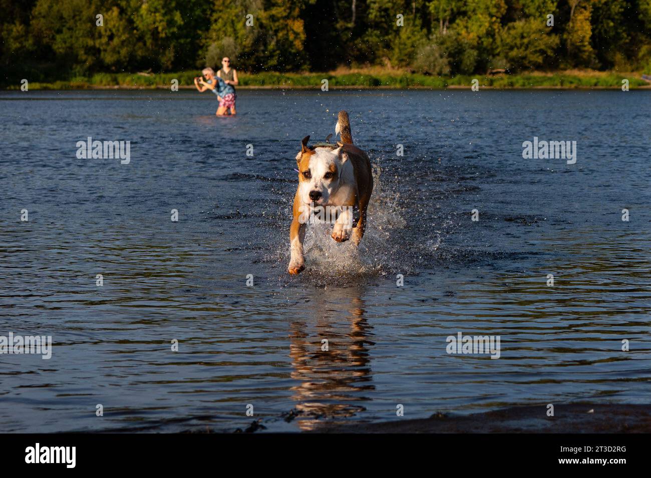 Ein Hund, der schnell auf dem Wasser läuft. Stockfoto