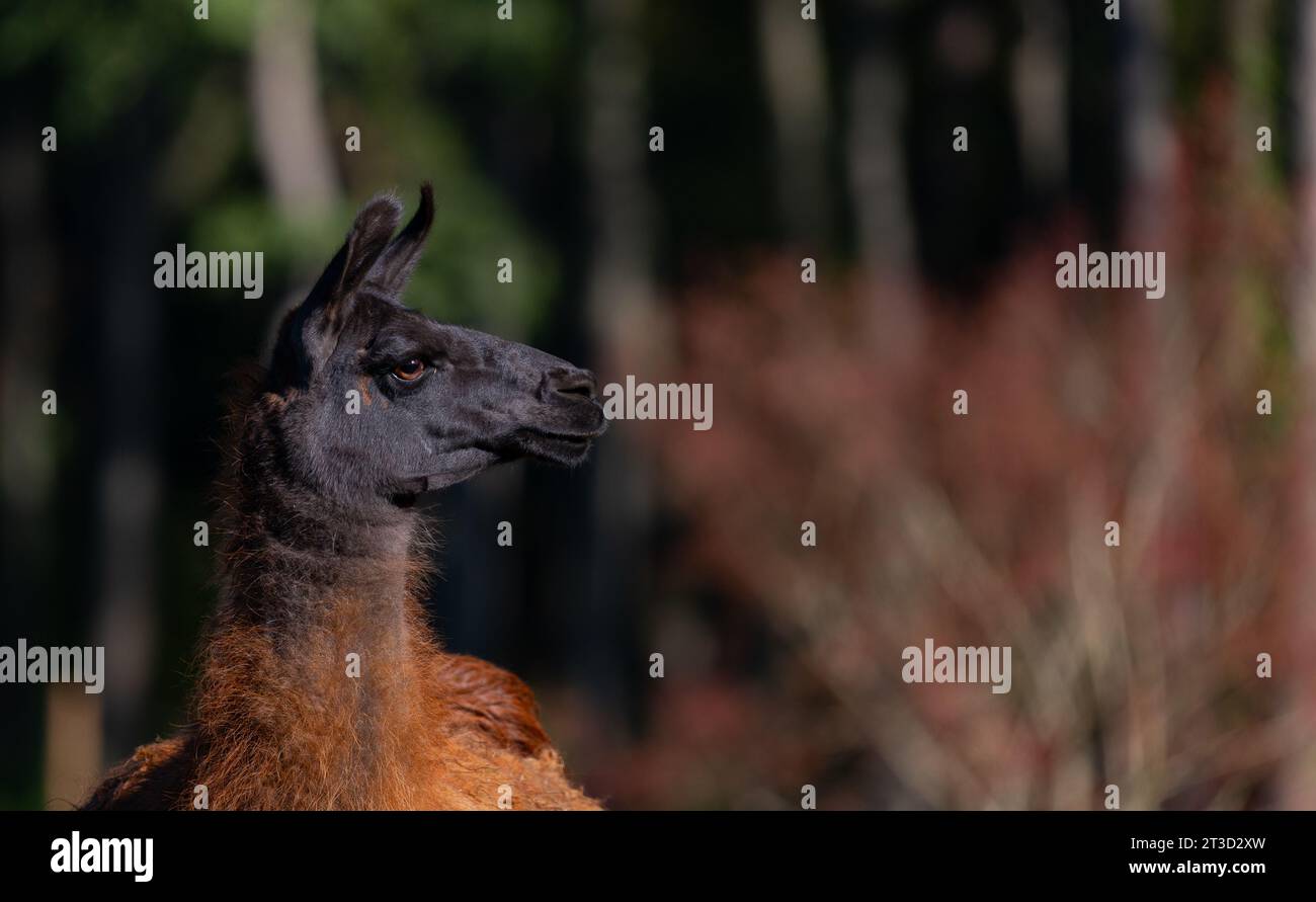 Lama-Porträt Stockfoto