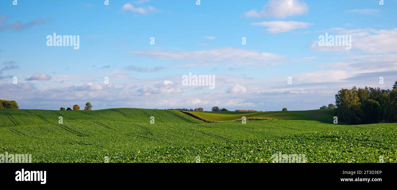 Ackerland in Polen Stockfoto