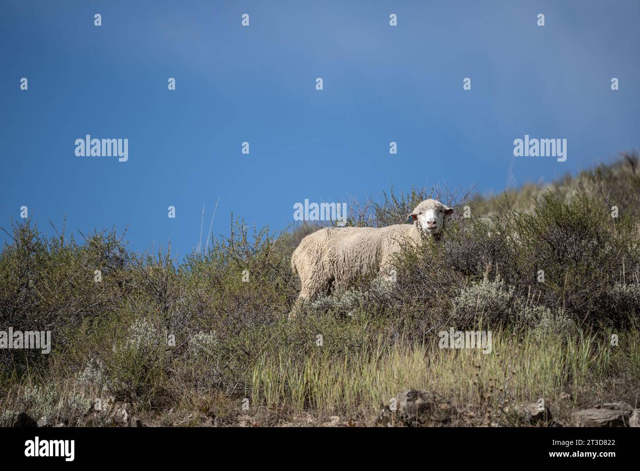 Freilandschafe weiden auf Berghängen in Idaho. Stockfoto