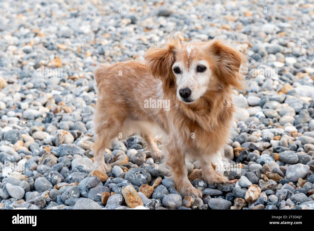 Honigfarbener Hund, Cocker Spaniel, an einem Kieselstrand Stockfoto