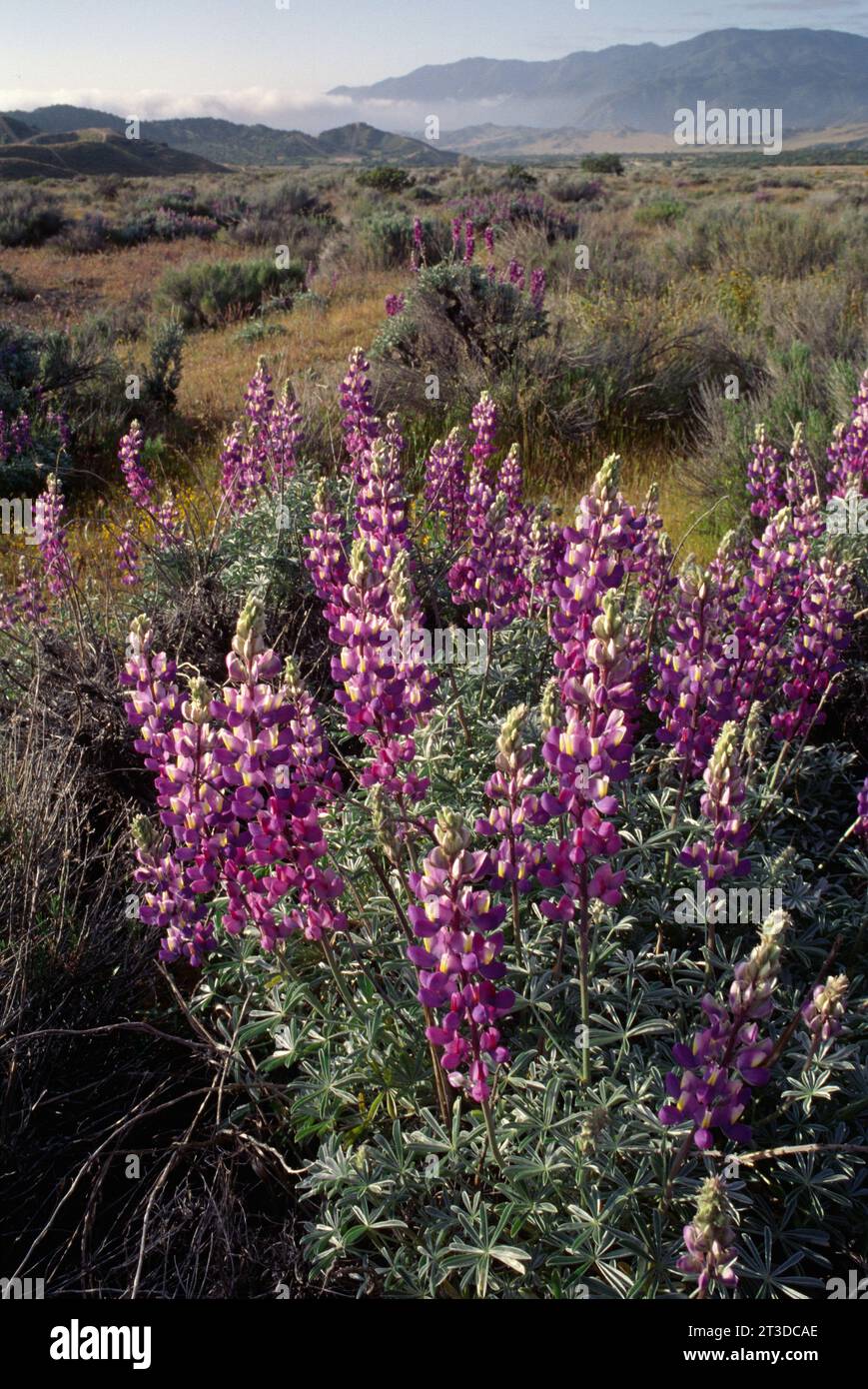 Lupine, Hungry Valley State Recreation Area, Kalifornien Stockfoto