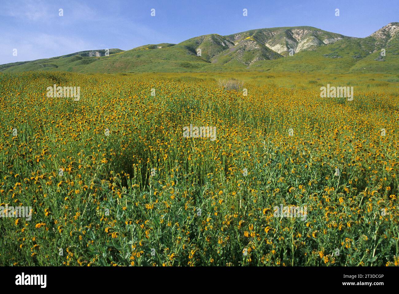 Fiddlenecks zu Elkhorn Hills, Carrizo Plain National Monument, Kalifornien Stockfoto