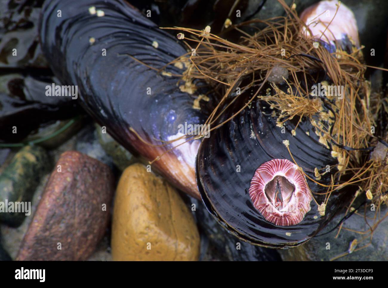 Muscheln mit Nackenbarschen, die im Sturm am Strand nördlich der Mündung des Tijuana River im Tijuana Slough National Wildlife Refuge, Kalifornien, gestrandet sind Stockfoto