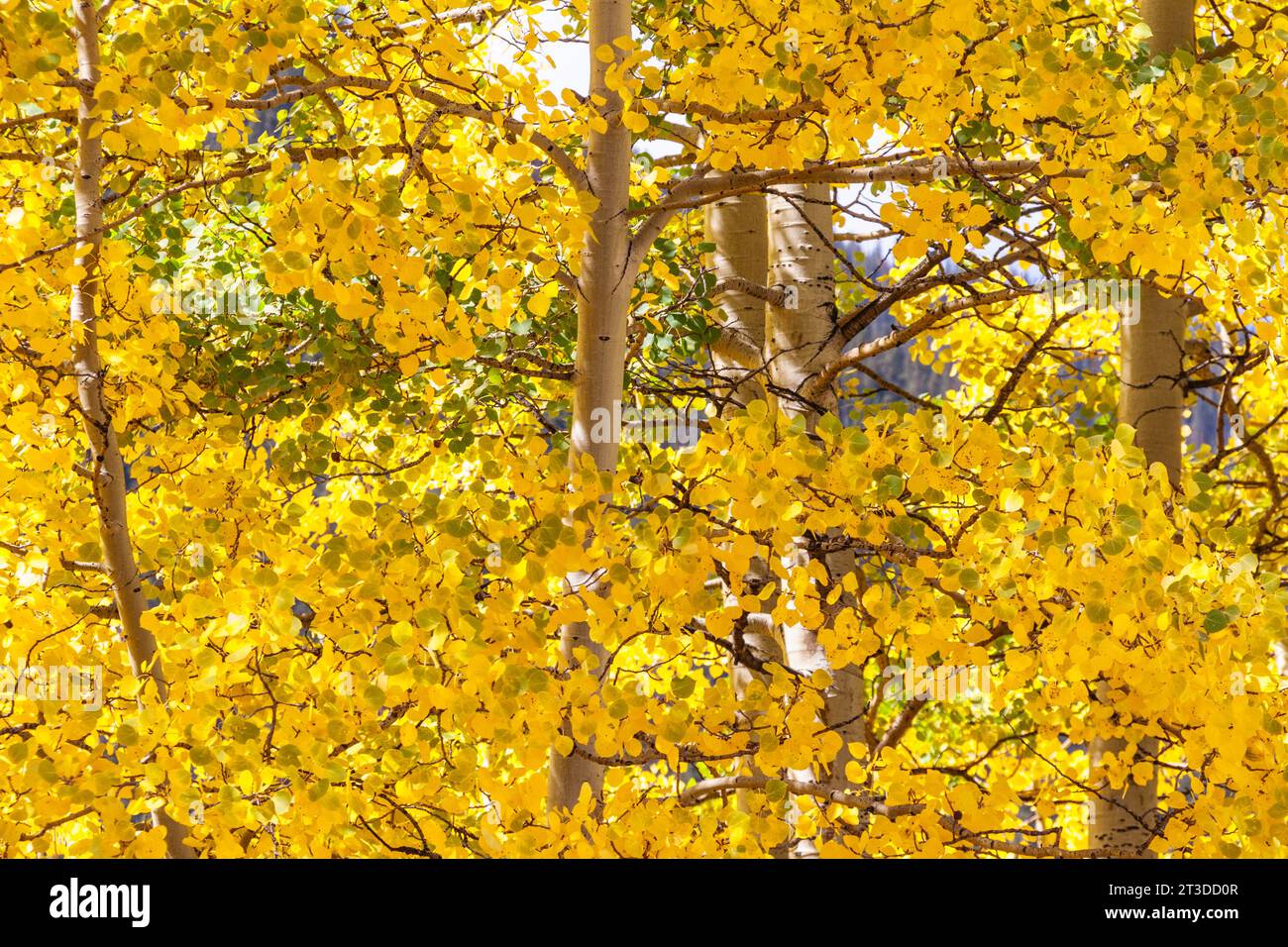 Herbst-Farbe mit Espen Drehen gelb und Orange bei den National Historic District Town von Silverton, Colorado. Stockfoto