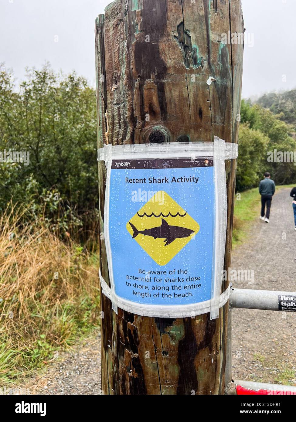 Marin County, Usa. Oktober 2023. Ein Schild auf einem Schild warnt vor der jüngsten Haiaktivität am Coast Trail in Point Reyes National Seashore (U.S. National Park Service) im Marin County, Kalifornien am 22. Oktober 2023. Anfang Oktober wurde ein 52-jähriger Schwimmer bei einem möglichen Haiangriff an der Point Reyes National Seashore unter Wasser gezogen, wie Parkbeamte und die US-Küstenwache berichteten. (Foto: Samuel Rigelhaupt/SIPA USA) Credit: SIPA USA/Alamy Live News Stockfoto