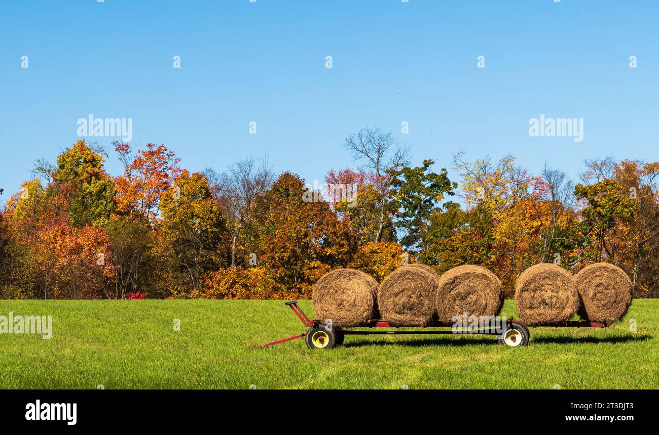 Ein Anhänger auf einem mit Heuballen beladenen Feld in Tionesta, Pennsylvania, USA an einem sonnigen Herbsttag Stockfoto