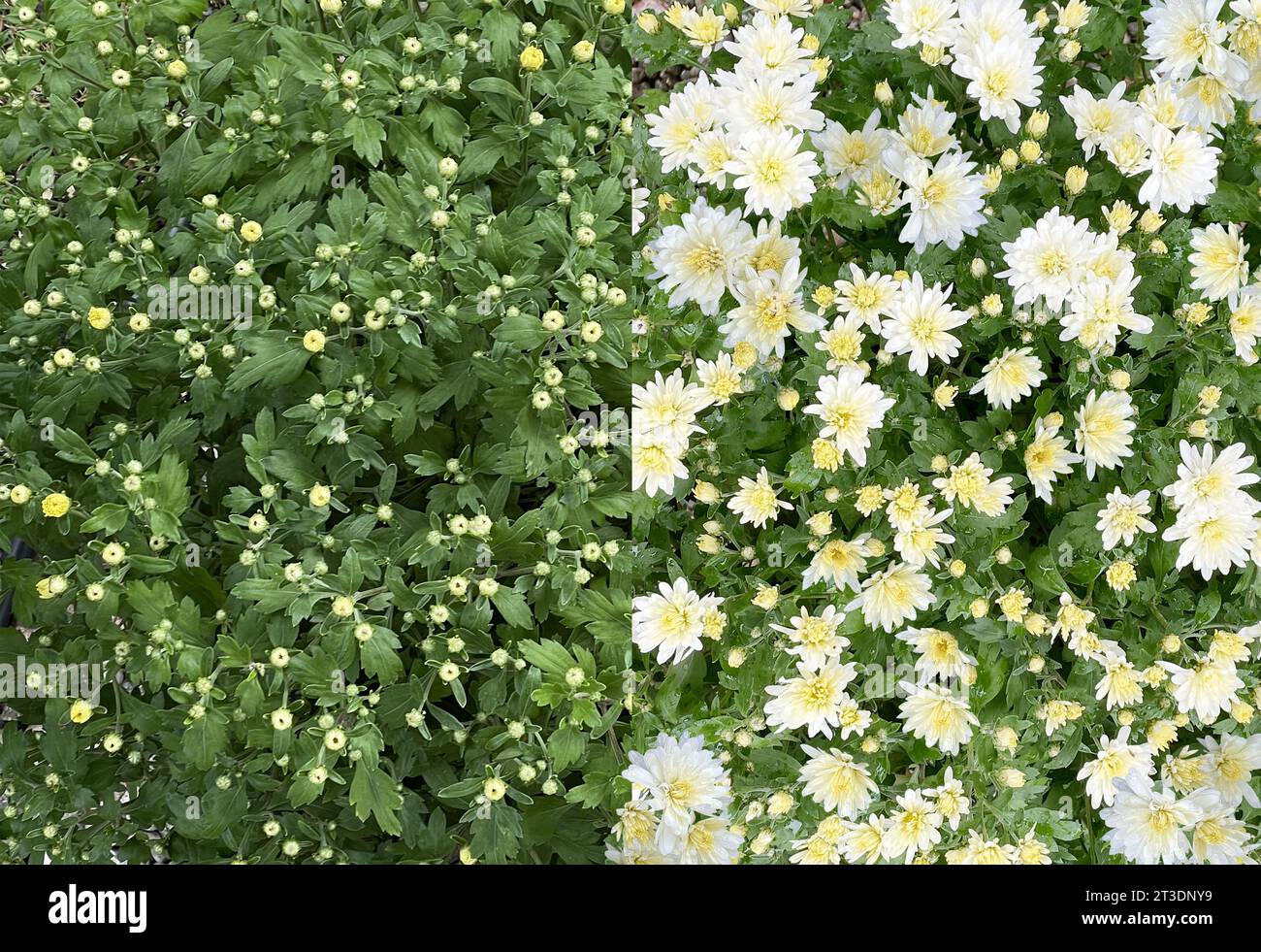 Blühende Buschblüten vor und nach Stadien und Blüteprozess als Veränderungsmetapher und Botanik oder ökologische natürliche Evolution mit Grün Stockfoto