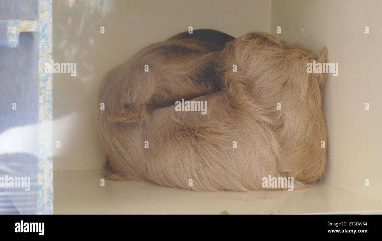 Los Angeles, Kalifornien, USA 16. Oktober 2023 Sloth schläft am 16. Oktober 2023 im LA Zoo in Los Angeles, Kalifornien, USA. Foto: Barry King/Alamy Stock Photo Stockfoto