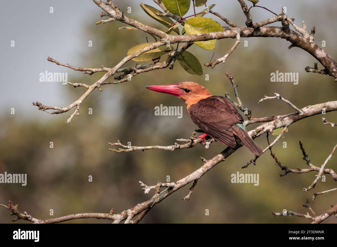 Der braungeflügelte eisvogel ist eine Vogelart aus der Unterfamilie Halcyoninae. Dieses Foto wurde von sundarbans aufgenommen. Stockfoto