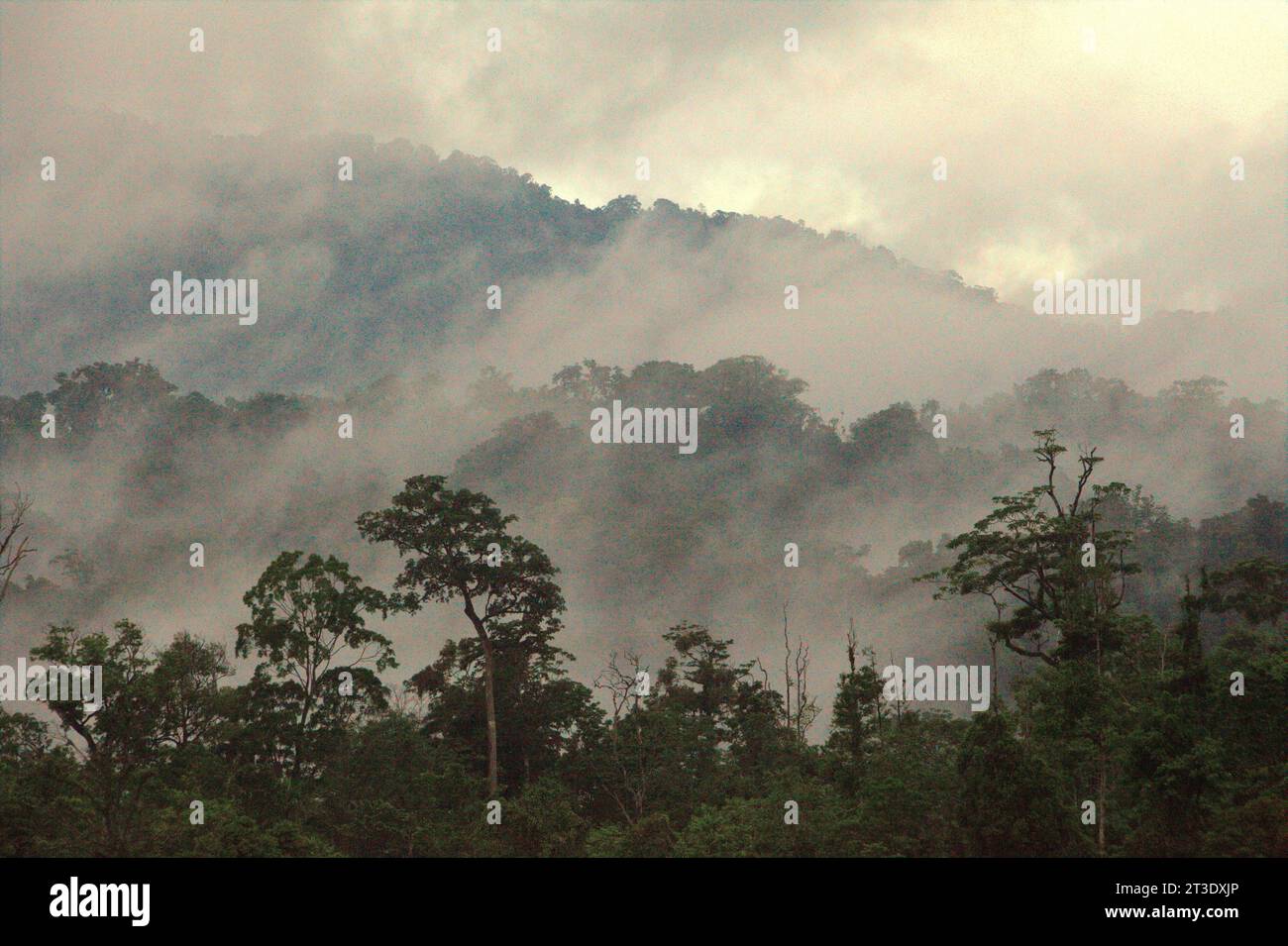 Landschaft eines Regenwaldgebietes am Fuße des Mount Tangkoko und Duasudara (Dua Saudara) in Bitung, Nord-Sulawesi, Indonesien. Ein neuer Bericht der Wildlife Conservation Society hat ergeben, dass tropische Wälder mit hoher Integrität schätzungsweise rund 3,6 Milliarden Tonnen CO2 pro Jahr (netto) aus der Atmosphäre entfernen und speichern. doch um sie zu schützen, müssen die Stakeholder die großen Fruchtfresser retten. großkörperige Wildtierarten, insbesondere Fruchtfresser wie Primaten, Nashornvögel und andere, verteilen laut den Wissenschaftlern große Samen von Baumarten mit hoher Kohlenstoffkapazität. Stockfoto