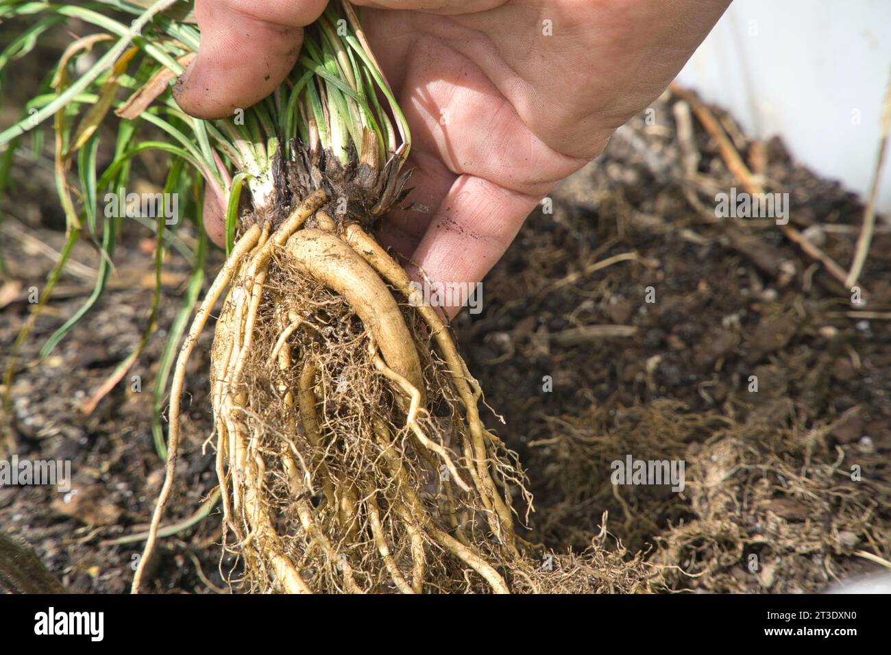 Eine Hand, die die frisch geernteten essbaren Knollen der Yam Daisy oder Murnong hält, einem australischen Buschfutter der Ureinwohner. Microseris Lanceolata Stockfoto
