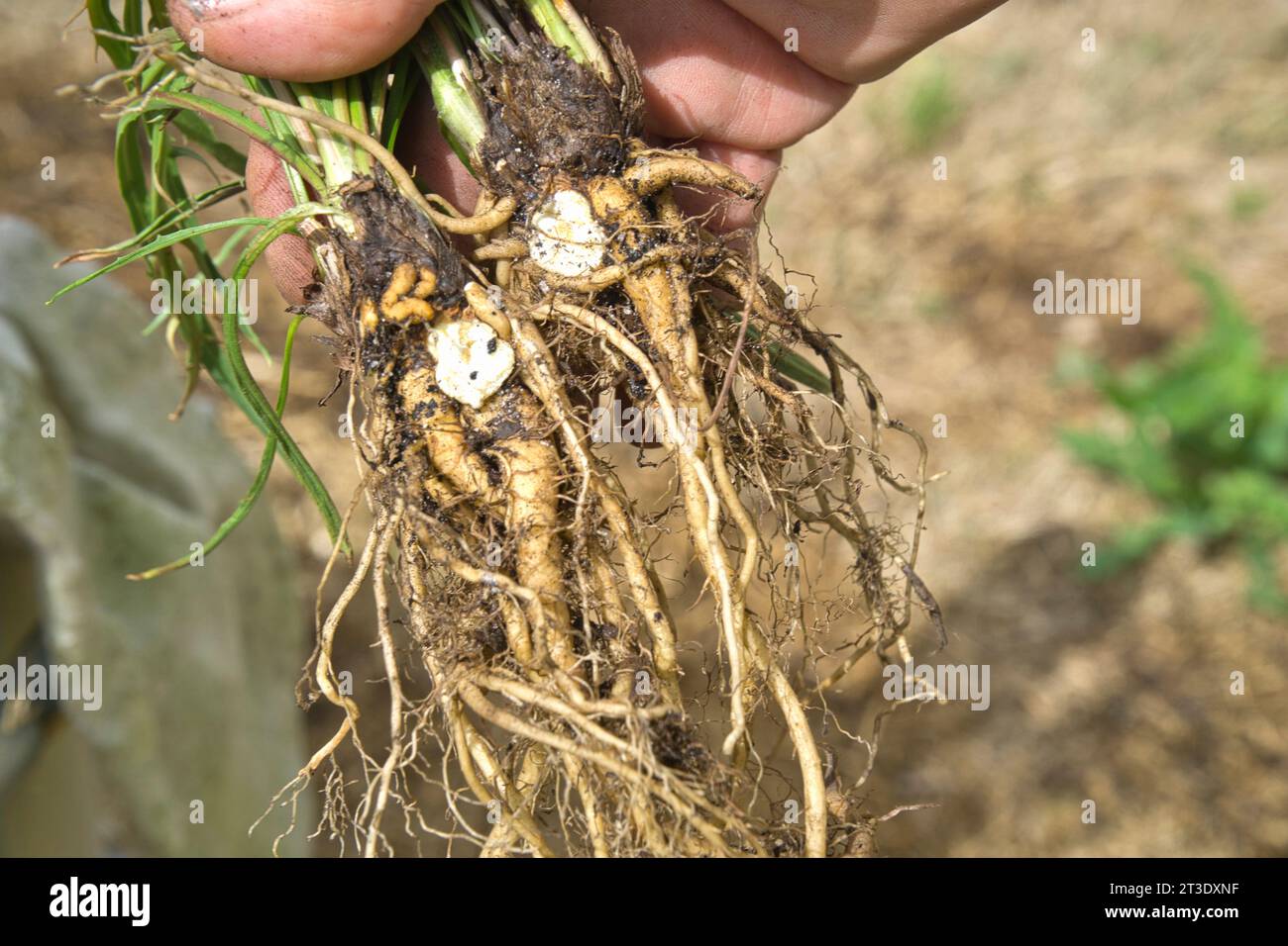 Eine Hand, die die frisch geernteten essbaren Knollen der Yam Daisy oder Murnong hält, einem australischen Buschfutter der Ureinwohner. Microseris Lanceolata Stockfoto