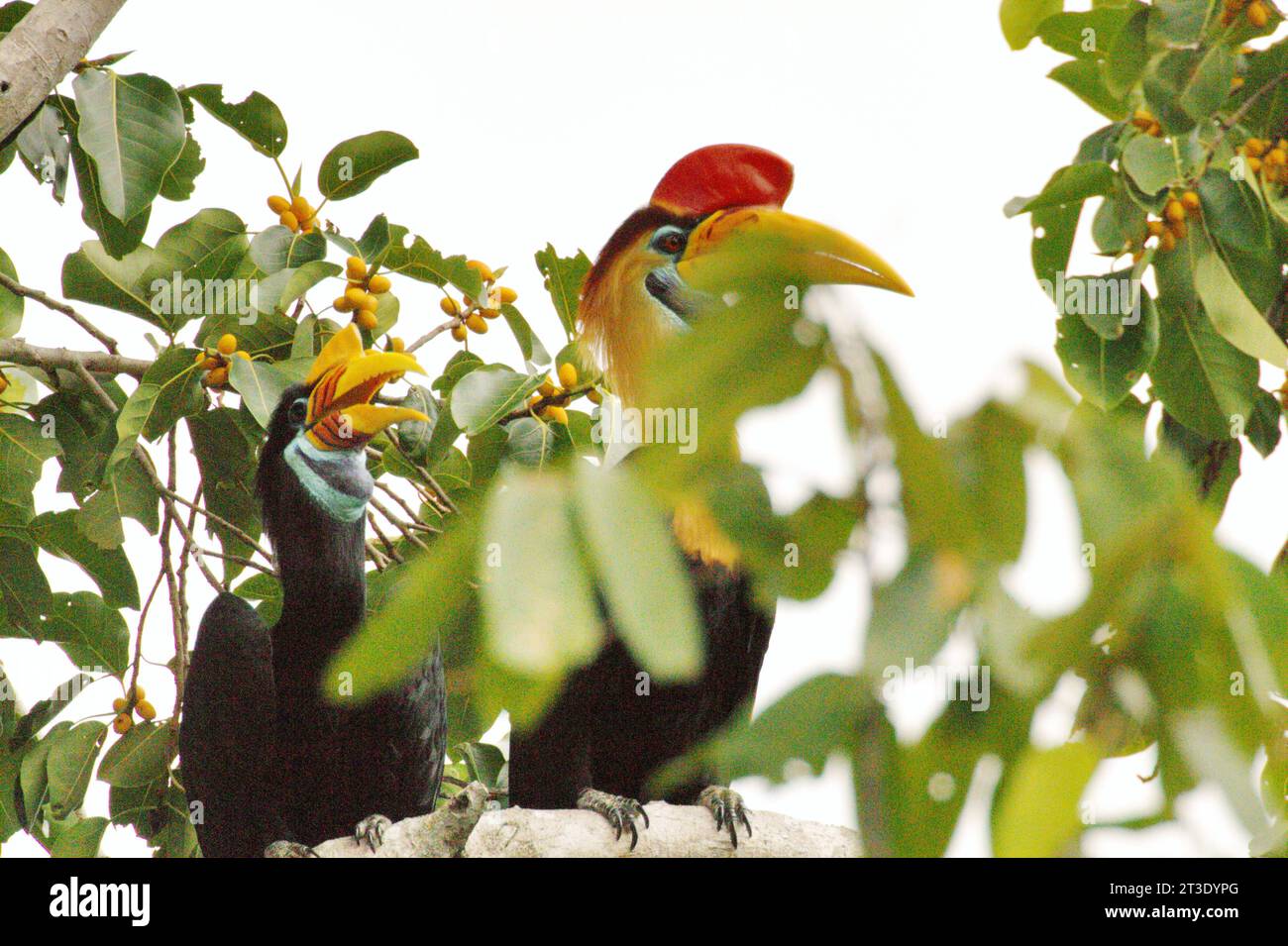 Ein Paar Nörnschnabel (Rhyticeros cassidix) thront auf einem Feigenbaum