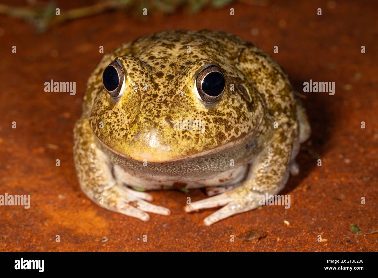Nahaufnahme des australischen New Holland Frogs Stockfoto