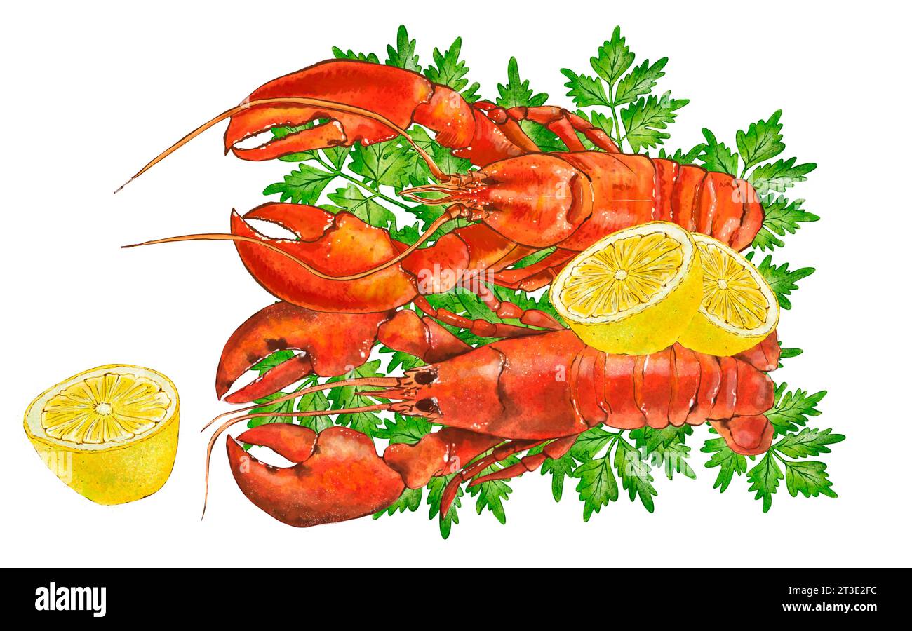 Aquarell Meeresfrüchte Illustration, roter Hummer isoliert auf weißem Hintergrund. Handgezeichnete Illustration in realistischem Stil. Stockfoto