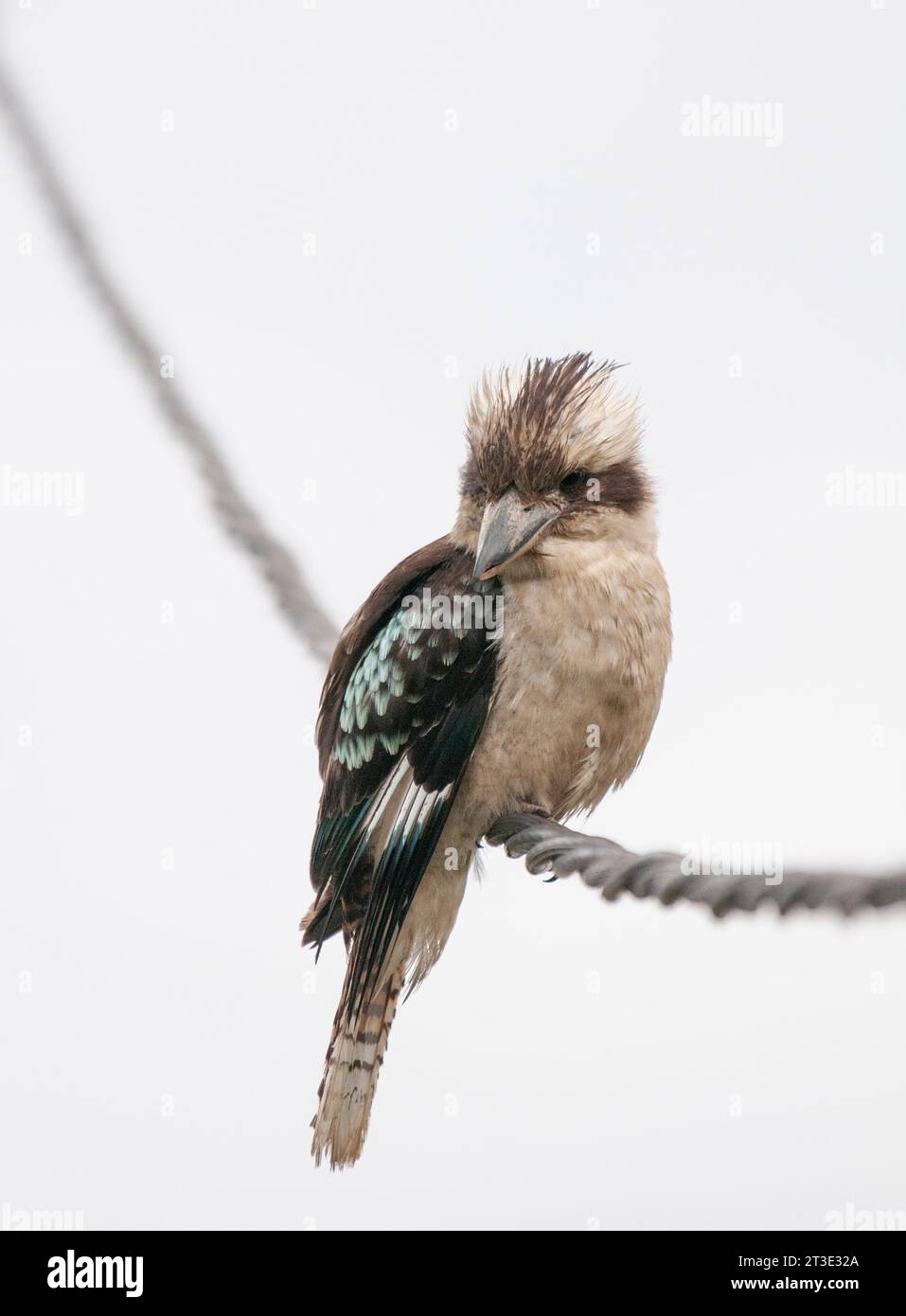 Kookaburra, die auf einer Stromleitung liegt, führt zu einem Haus in Emmaville, Nord-Süd-wales, australien Stockfoto