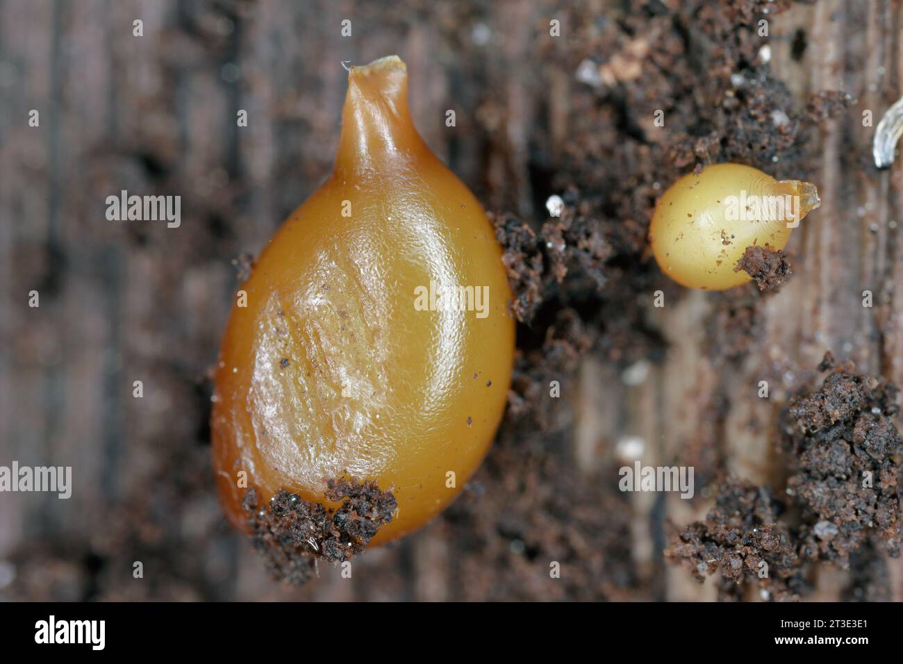 Kokons (Wurmeier) von Regenwürmern (Eisenia lucens) in verfaultem, feuchtem Holz. Stockfoto