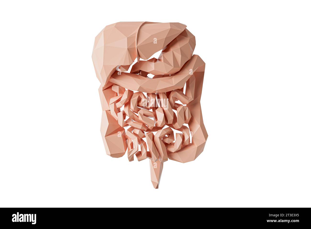 Low Poly 3D-Darstellung des menschlichen Verdauungssystems isoliert auf weiß. Polygonale innere Organe des menschlichen Nahrungstraktes - Leber, Magen, Pankreas, Darm Stockfoto