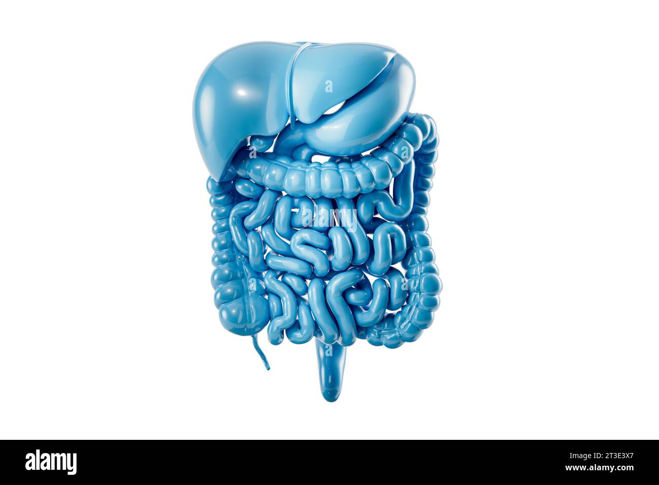 3D-Illustration des stilisierten menschlichen Verdauungssystems isoliert auf weiß. Innere Organe des menschlichen Nahrungstraktes - Leber, Magen, Bauchspeicheldrüse, Darm aus plastischem Material Stockfoto