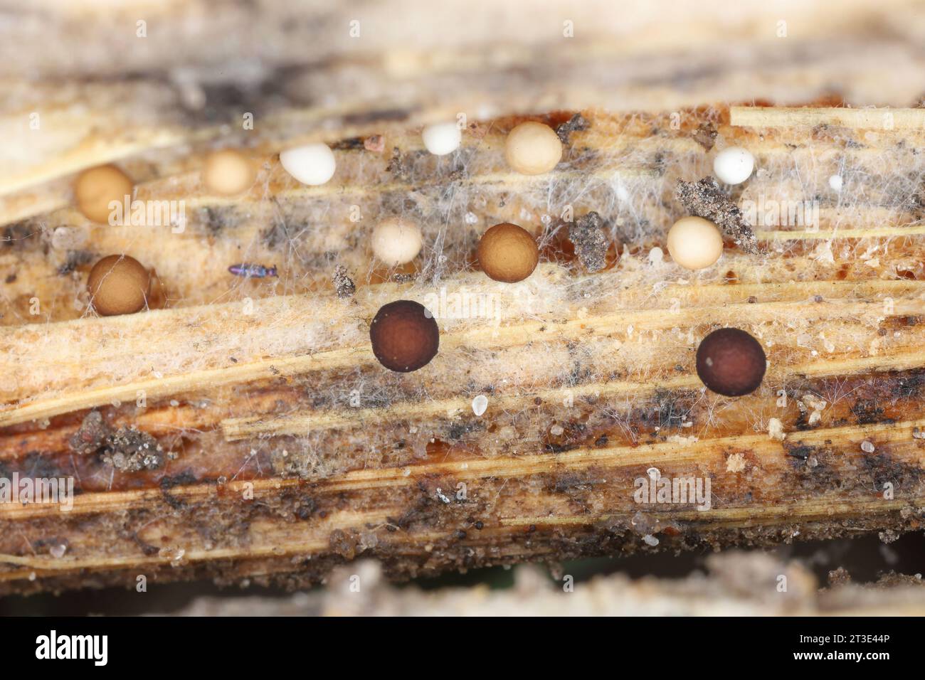 Das Mycel und seine runden Formationen, Fruchtkörper im Trockenstamm einer krautigen Pflanze. Hohe Vergrößerung. Stockfoto