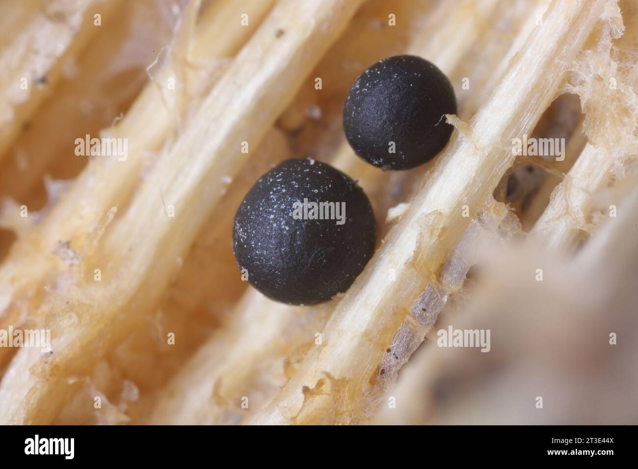 Das Mycel und seine runden Formationen, Fruchtkörper im Trockenstamm einer krautigen Pflanze. Hohe Vergrößerung. Stockfoto