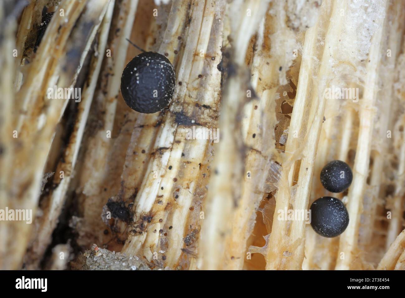 Das Mycel und seine runden Formationen, Fruchtkörper im Trockenstamm einer krautigen Pflanze. Hohe Vergrößerung. Stockfoto